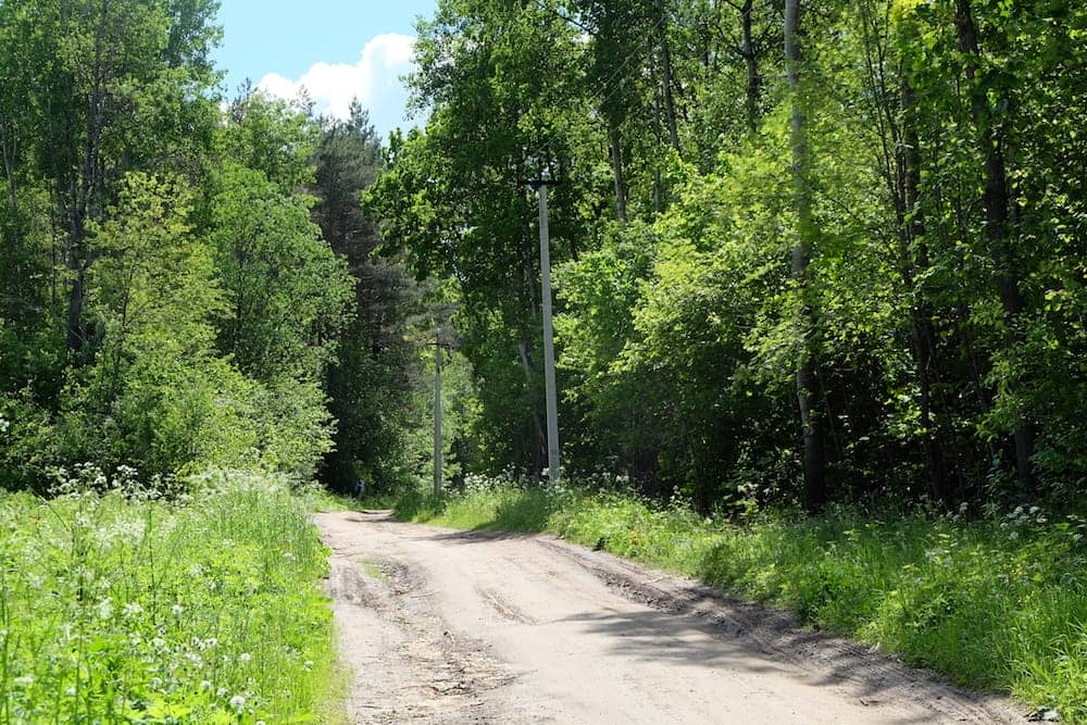 Лесная дорога к деревне Петровское (пешеходный маршрут КП Британика)